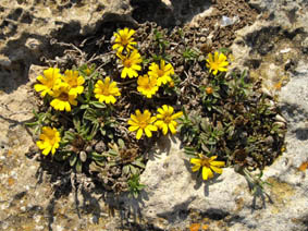 Pallenis maritima